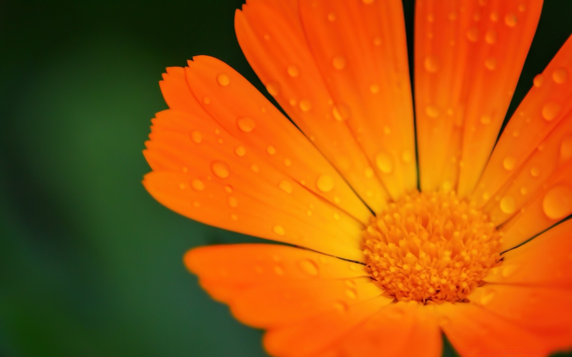 flowers nature flower flora summer bright garden petal color outdoors blur leaf