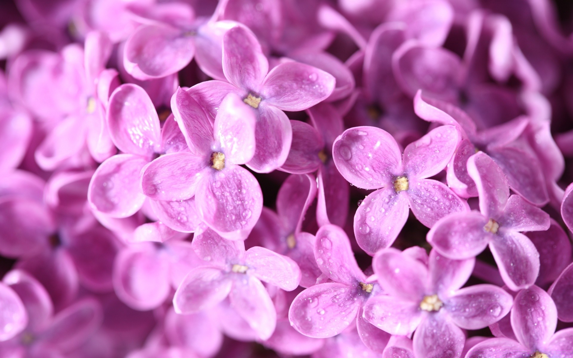 flores flor natureza flora floral jardim close-up pétala brilhante cor bela verão decoração crescimento blooming folha desktop lavanda