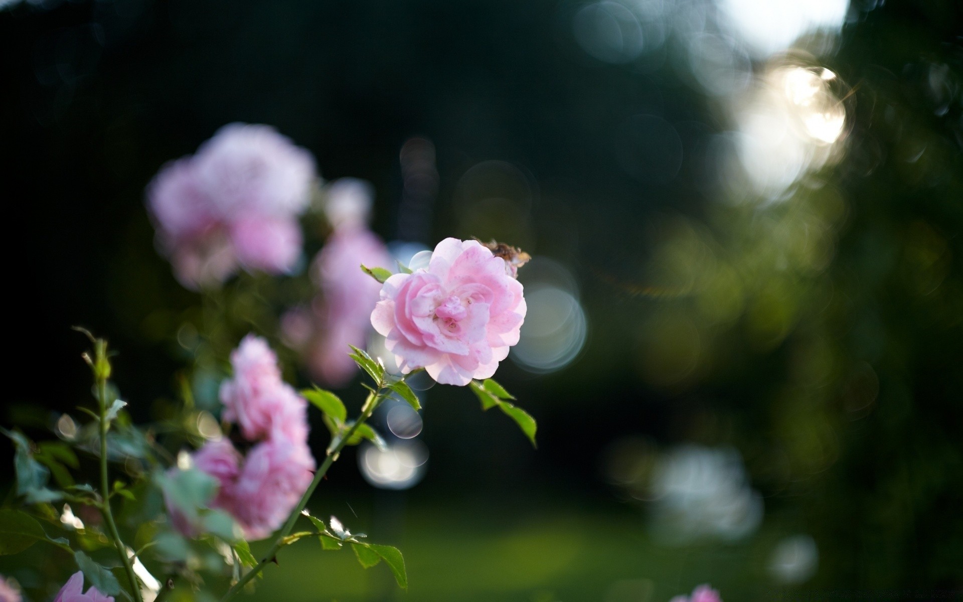 çiçekler çiçek doğa yaprak bahçe flora yaz gül çiçek çiçek açan ağaç renk petal park açık havada parlak büyüme şube yakın çekim güzel