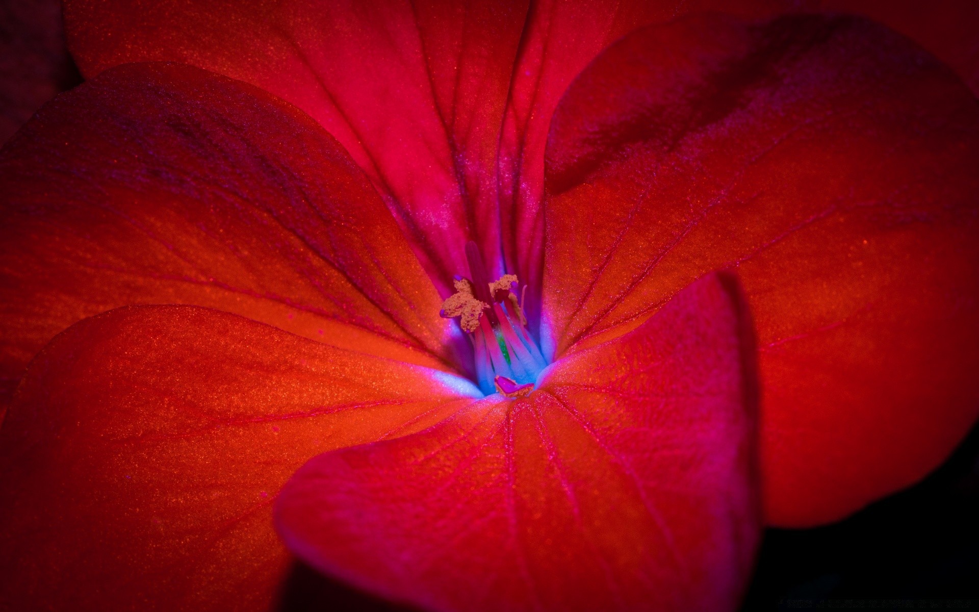 blumen blume natur farbe unschärfe hell flora blütenblatt sommer