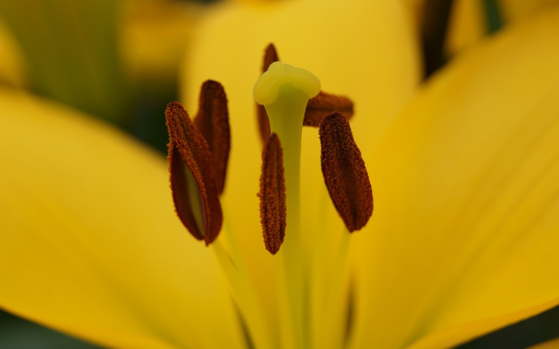 fiori fiore natura sfocatura tulipano flora estate foglia insetto petalo