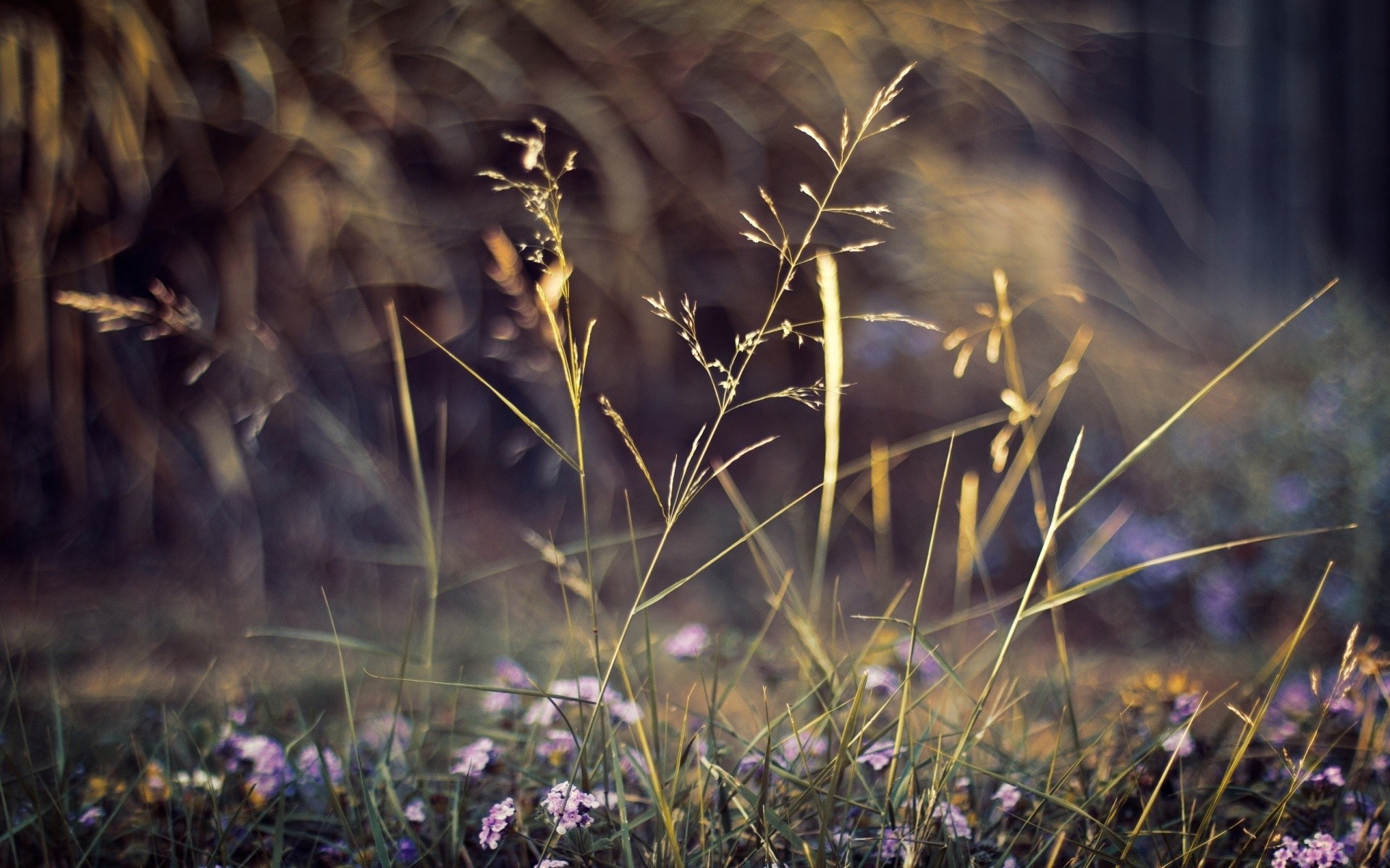 fleurs aube fleur paysage herbe coucher de soleil soleil nature dehors champ dof lumière pâturage couleur beau temps flore