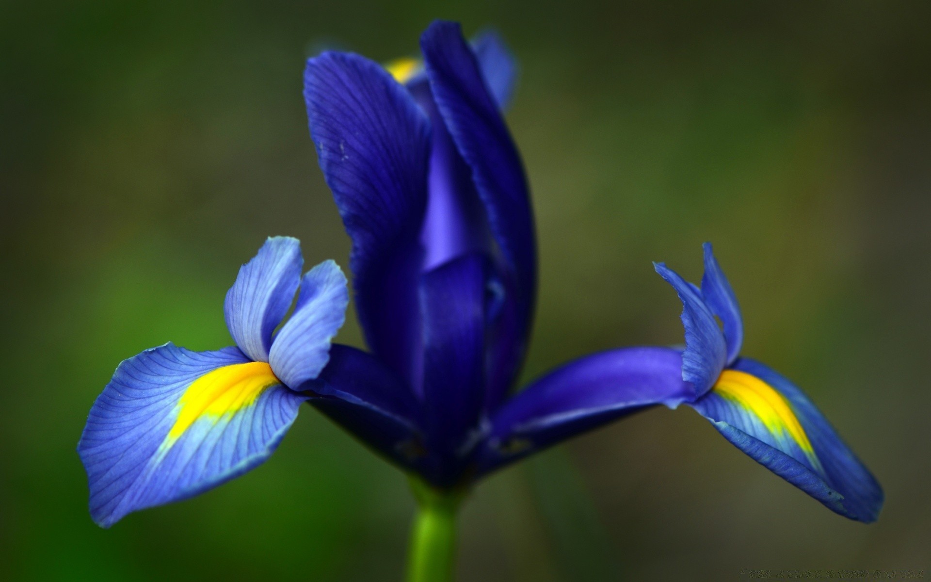 çiçekler çiçek doğa açık havada flora yaprak bulanıklık yaz petal renk