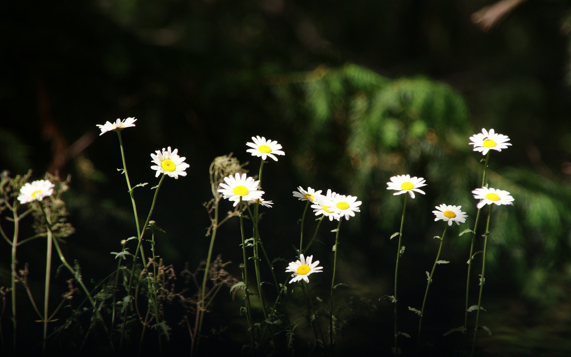 flowers flower flora nature hayfield summer growth grass field blooming garden outdoors petal floral chamomile leaf color fair weather