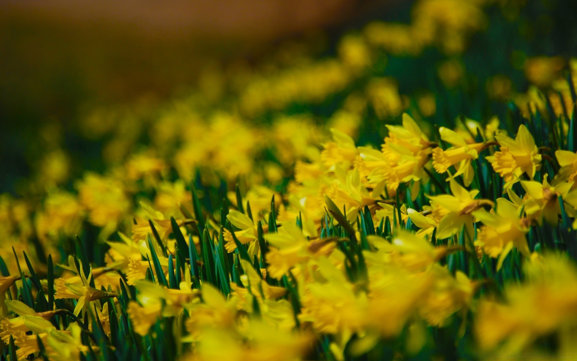 fleurs nature fleur herbe été saison feuille flore pâques beau temps champ lumineux croissance jardin foin à l extérieur narcisse soleil couleur flou