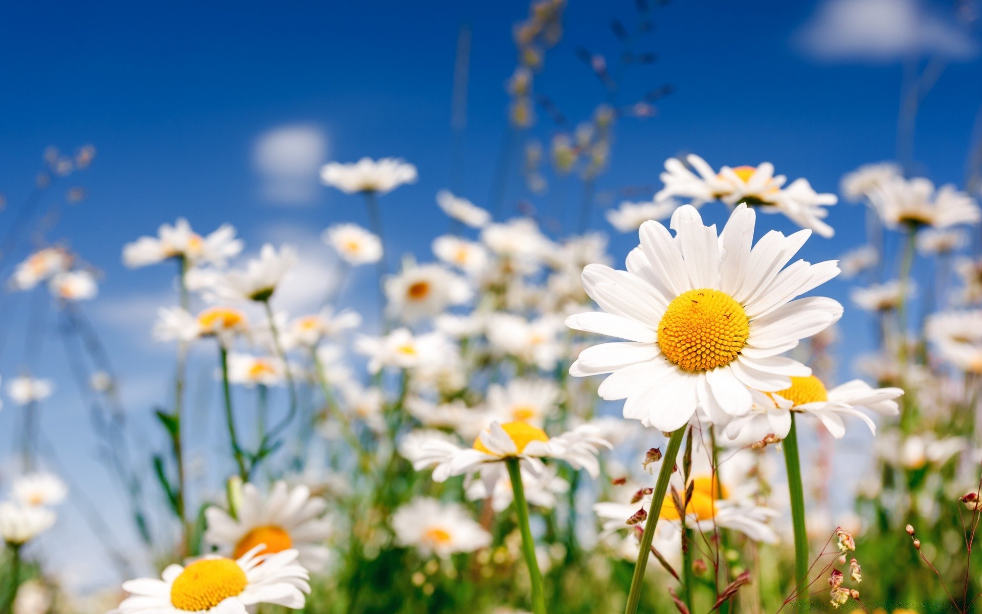 fleurs marguerites nature été fleur champ flore foin beau temps soleil lumineux herbe jardin rural croissance saison pétale feuille ensoleillé floral