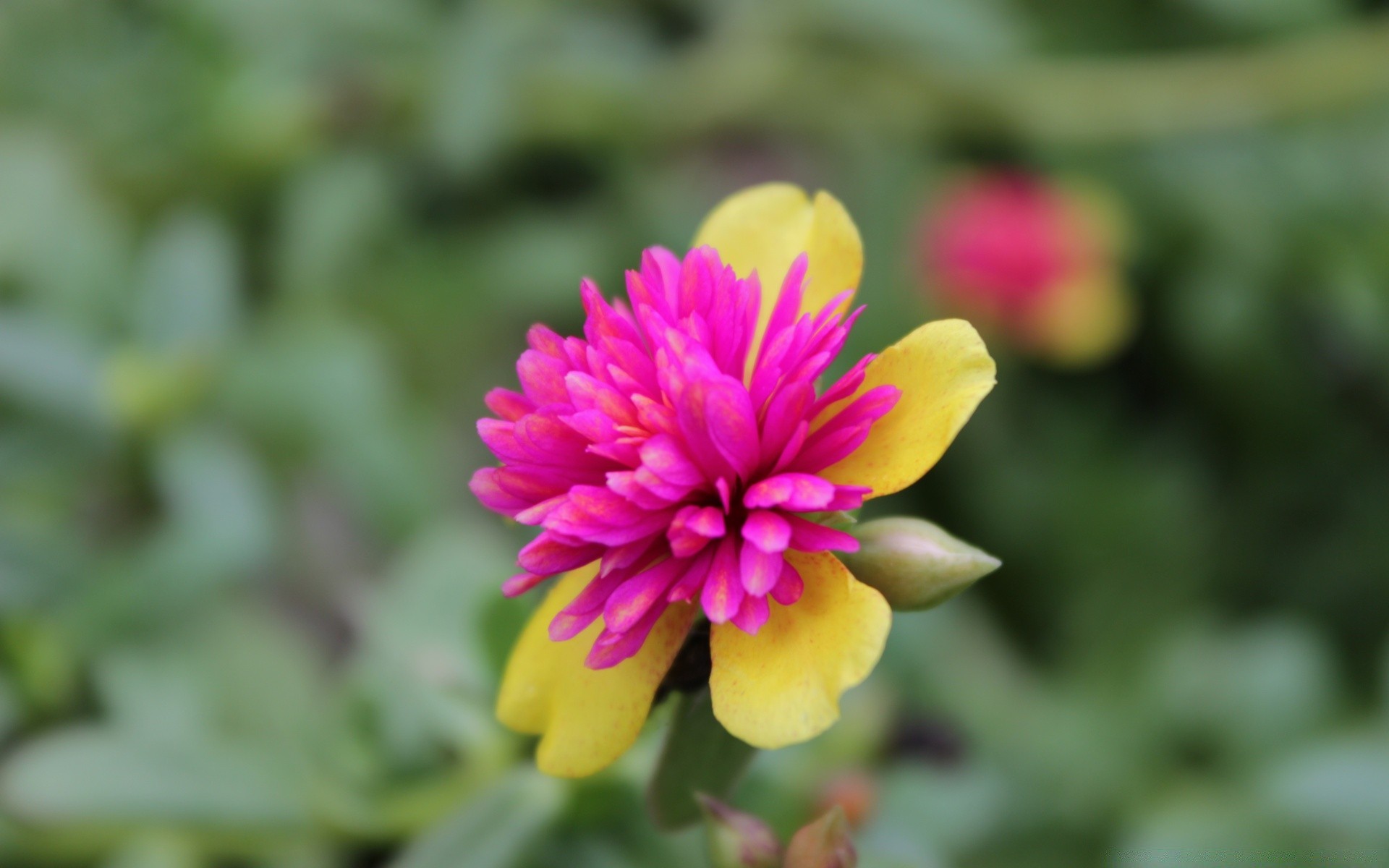 flowers nature flower flora summer garden leaf growth petal blooming bright color floral outdoors beautiful close-up