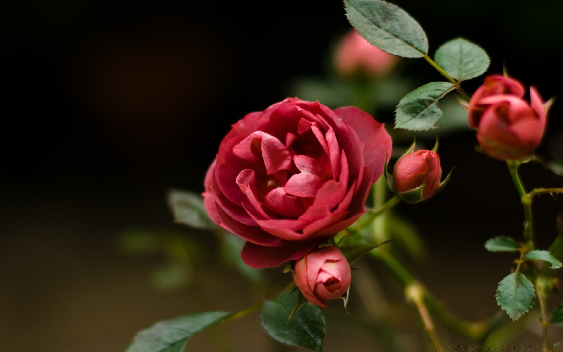 çiçekler gül çiçek doğa yaprak aşk flora romantizm taçyaprağı çiçek düğün bahçe romantik renk çiçeklenme güzel yaz dekorasyon hediye narin