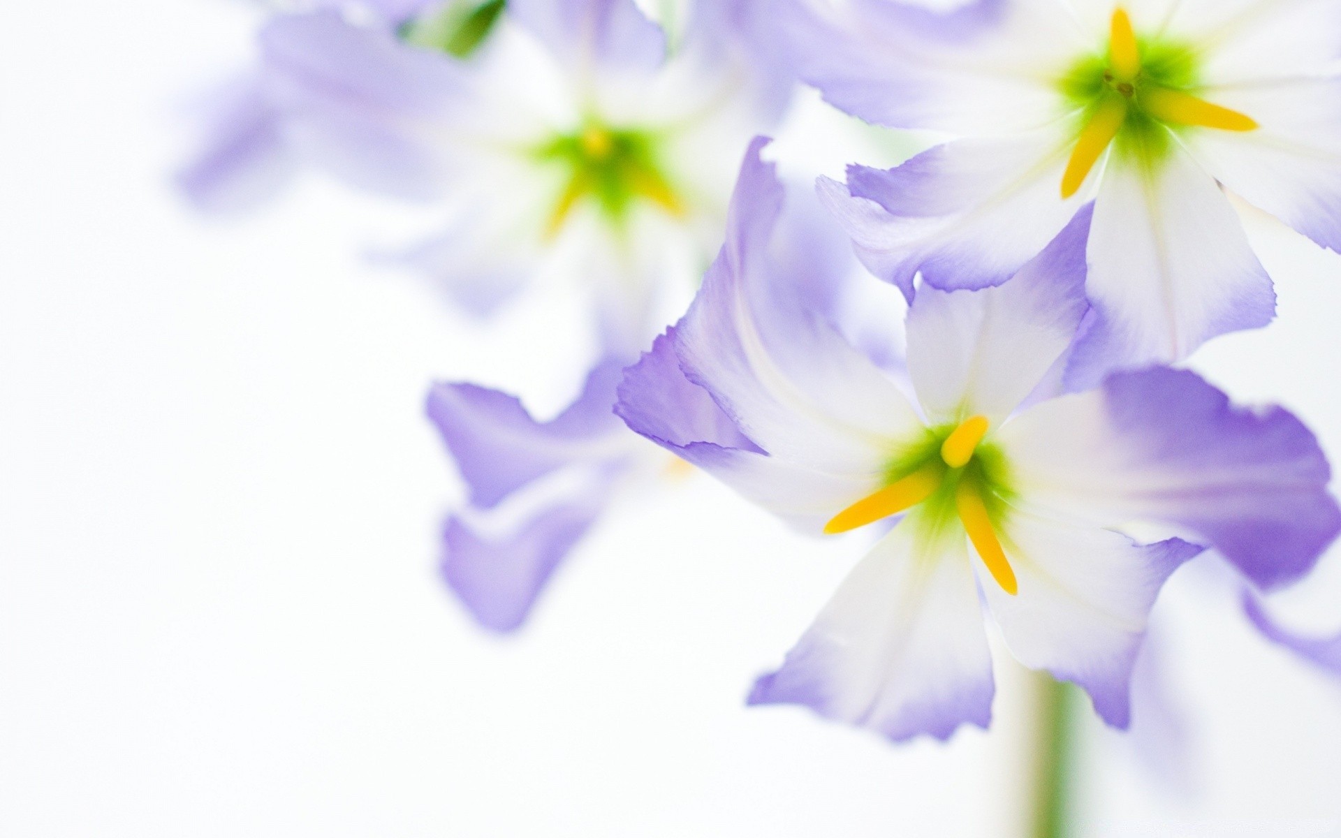 kwiaty kwiat natura flora kwiatowy bluming płatek kolor piękny liść ogród jasny lato zbliżenie wzrost violet