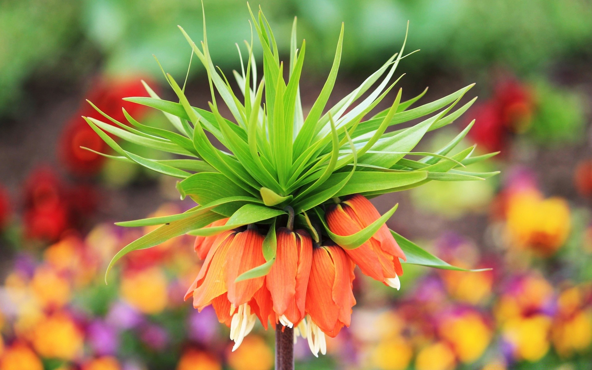 kwiaty natura kwiat flora liść ogród lato kolor tropikalny żywy wzrost na zewnątrz