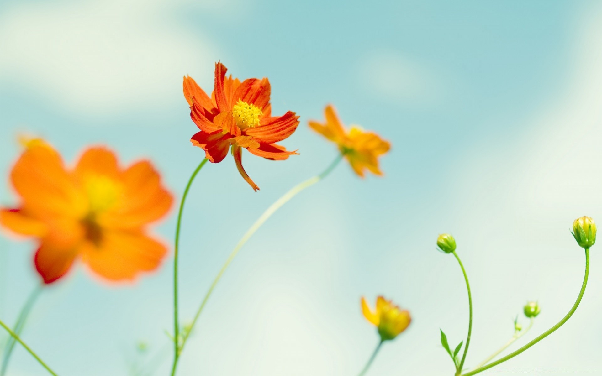 flowers flower nature summer flora leaf growth bright garden color floral blooming fair weather close-up petal beautiful blur husk season