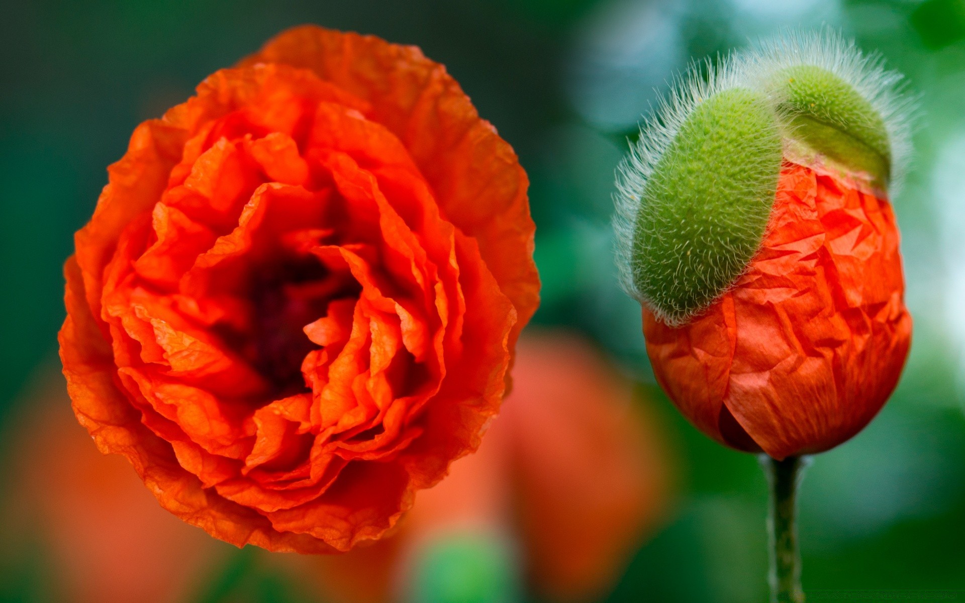 kwiaty natura kwiat liść lato flora ogród kolor jasny na zewnątrz zbliżenie płatek kwiatowy wzrost bluming