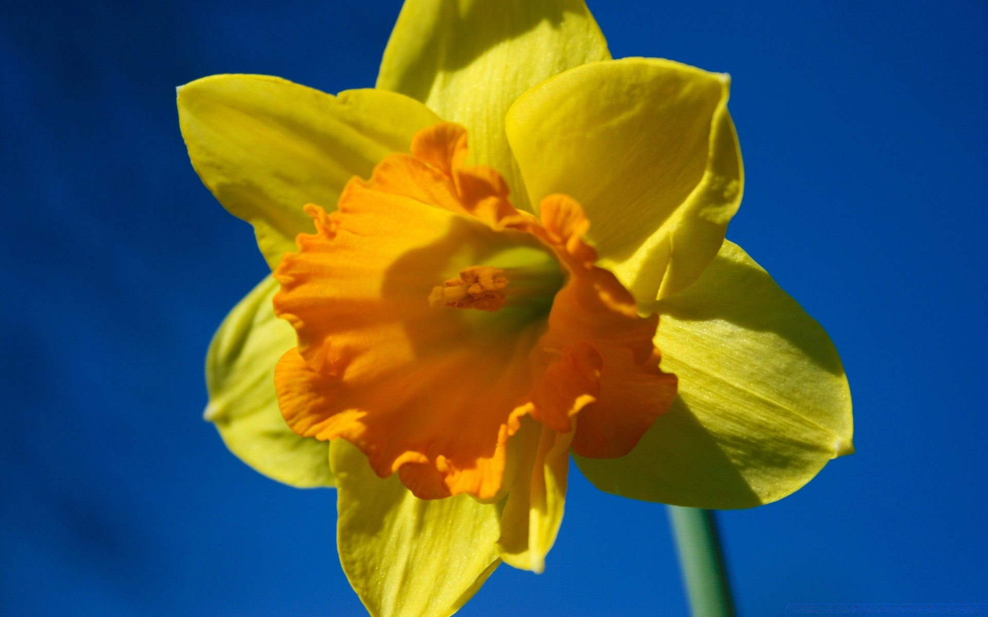 flowers daffodil flower nature narcissus flora growth easter bright leaf color garden summer season blooming petal floral