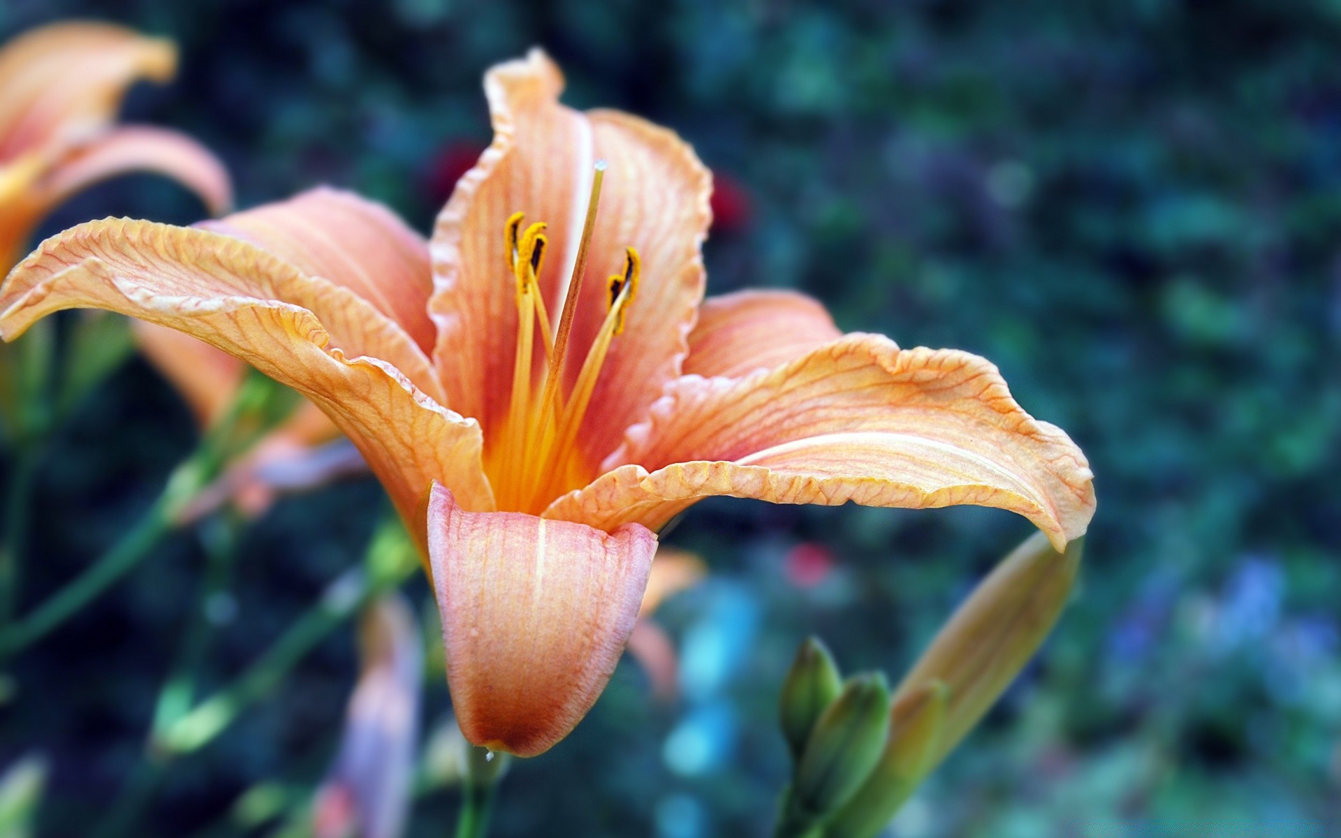 flowers nature flower flora leaf garden summer outdoors color lily bright beautiful petal growth floral close-up delicate