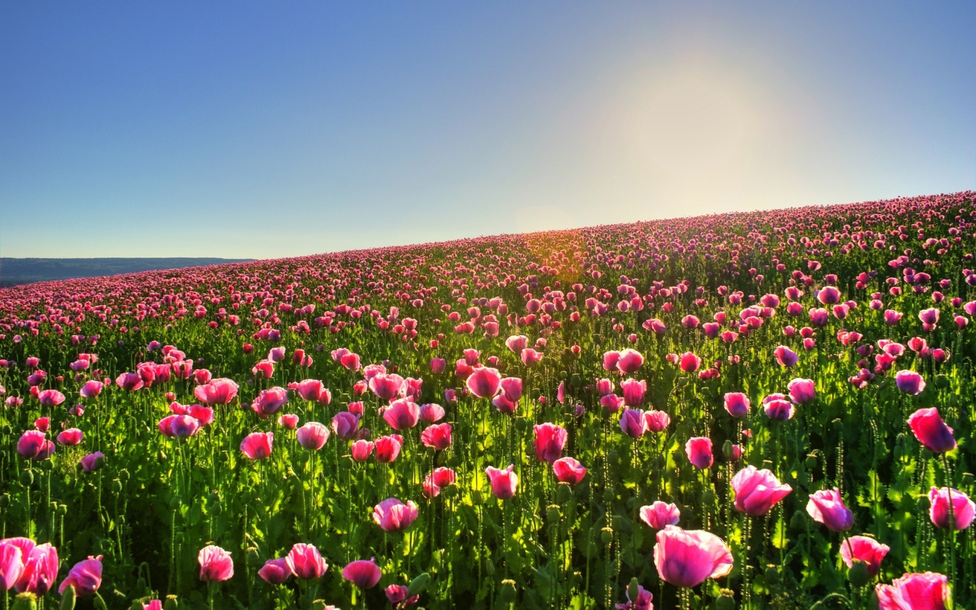 flowers flower nature field summer flora bright growth fair weather rural outdoors sun hayfield leaf grass landscape agriculture