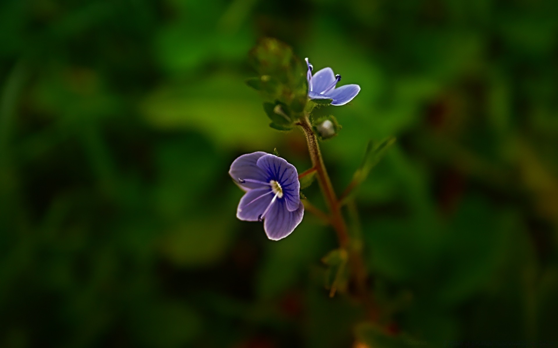 çiçekler doğa yaprak çiçek flora yaz açık havada bulanıklık büyüme bahçe