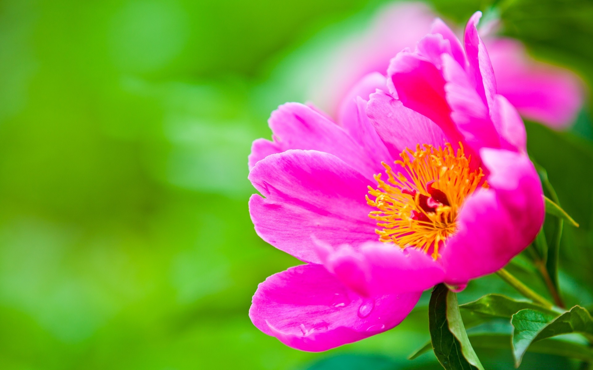 çiçekler doğa yaprak flora yaz çiçek bahçe parlak petal açık havada tropikal büyüme çiçeklenme yakın çekim güzel