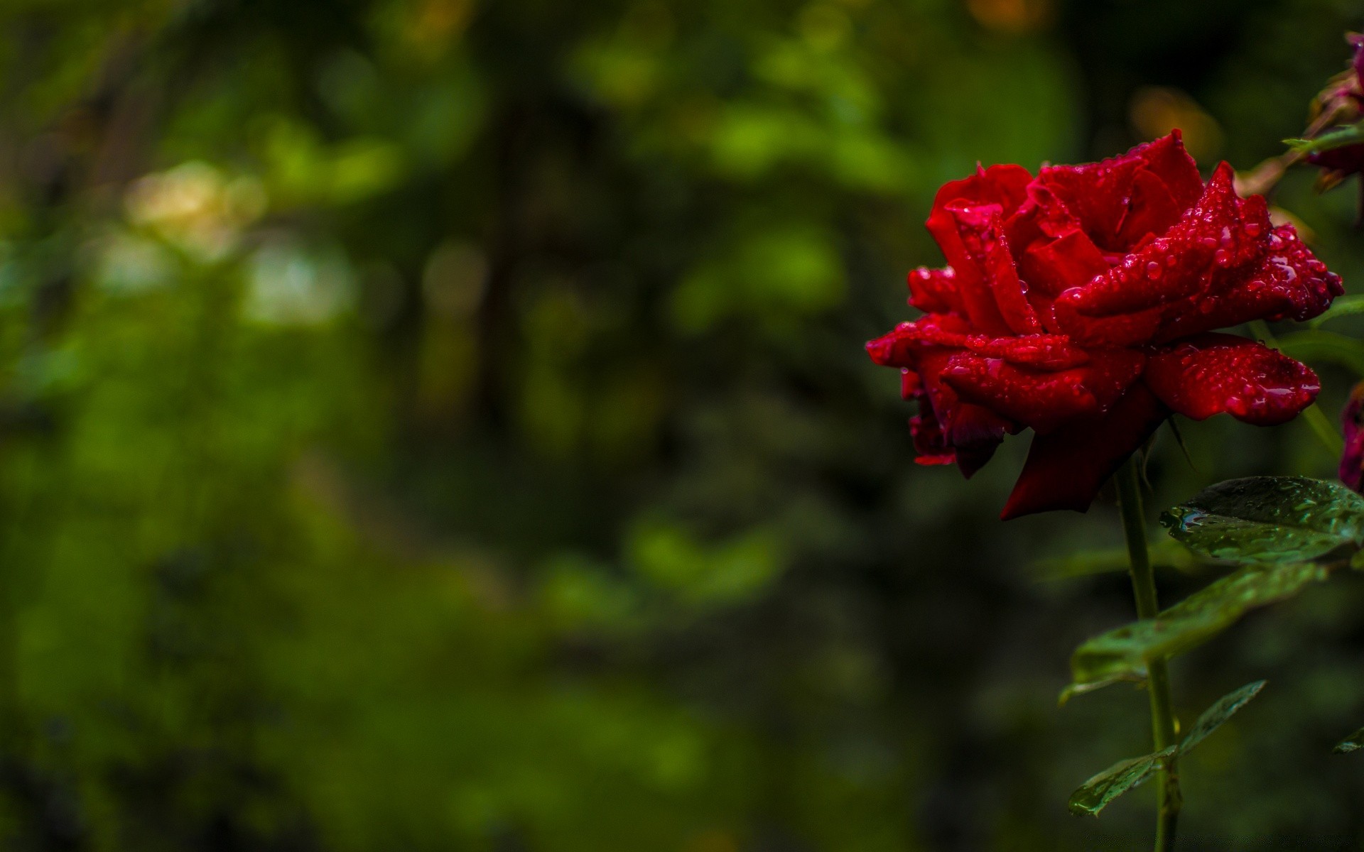 花 花 自然 叶 植物 花园 树 户外 颜色 玫瑰 夏天 雨