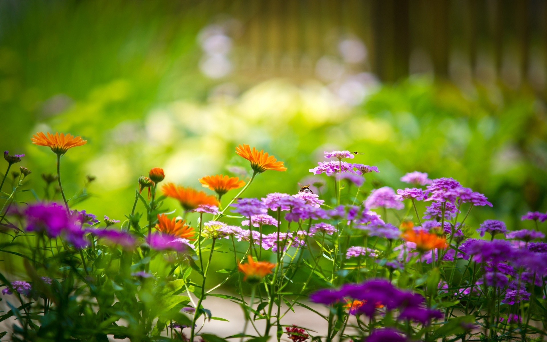 fiori da giardino fiore natura flora estate foglia campo floreale erba fieno stagione crescita dei colori fiore luminoso petalo bella prato parco