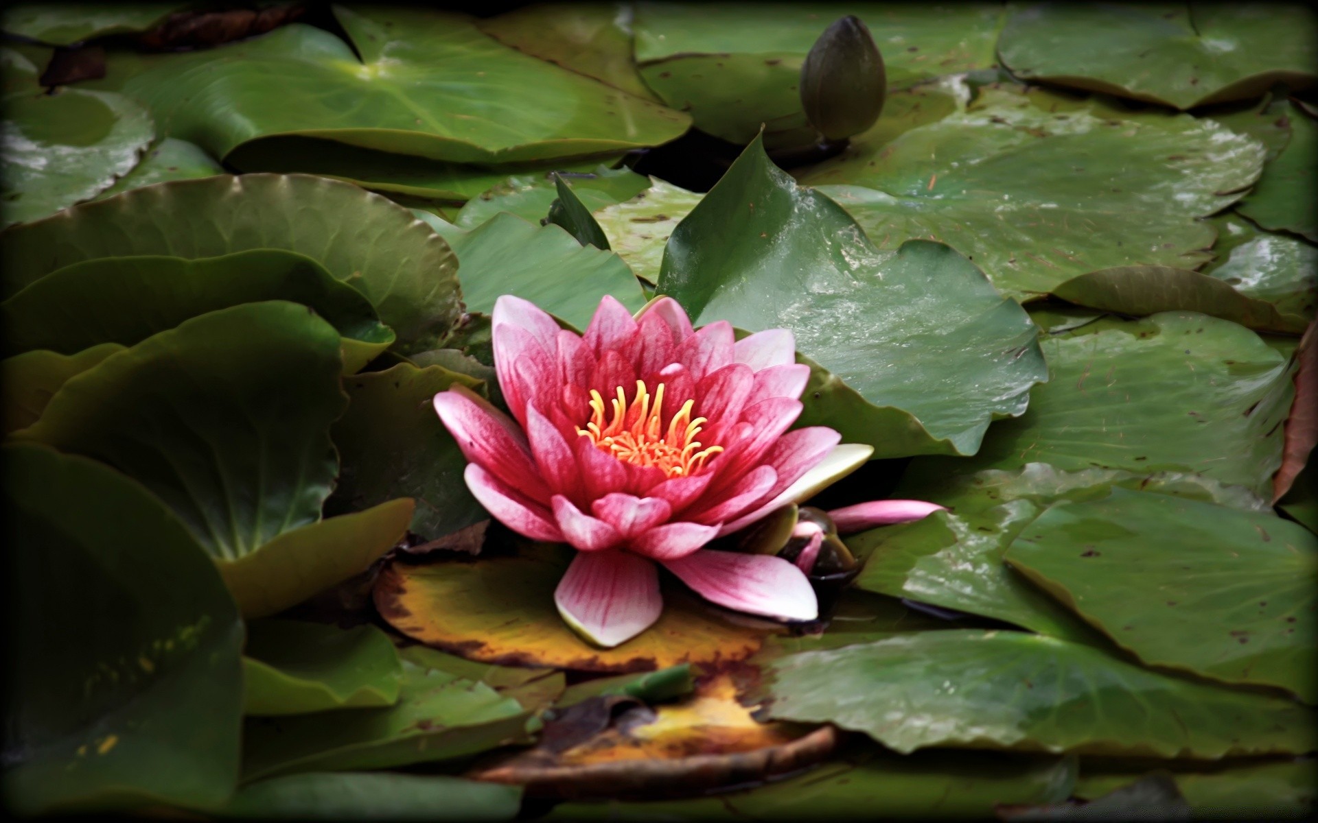 花 池 莲花 花 叶 自然 百合 植物群 花园 夏天 开花 热带 禅 美丽 花瓣 水 花卉 睡莲 公园 异国情调