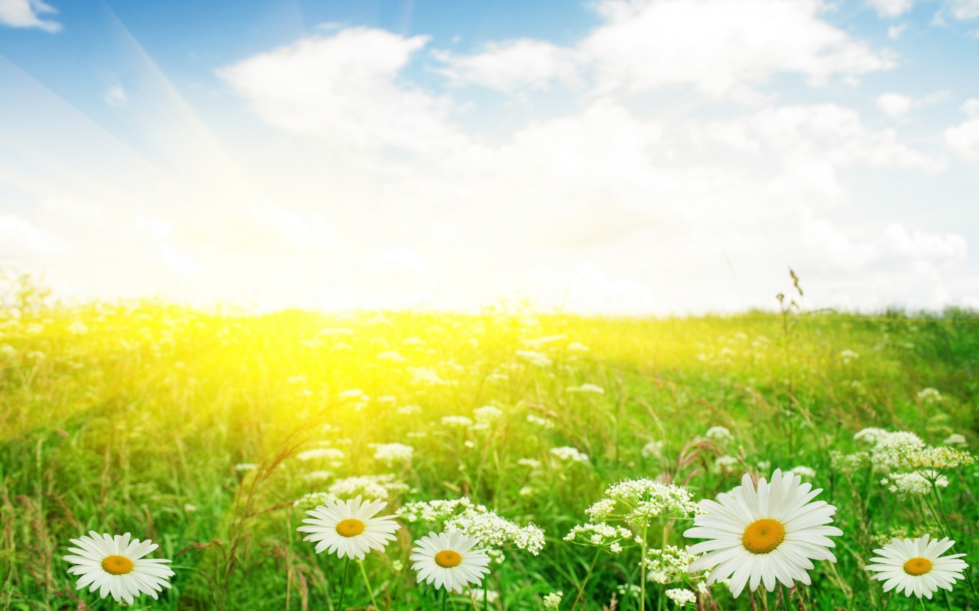 flowers nature field summer hayfield grass rural chamomile sun flower growth flora bright fair weather season landscape outdoors pasture environment countryside