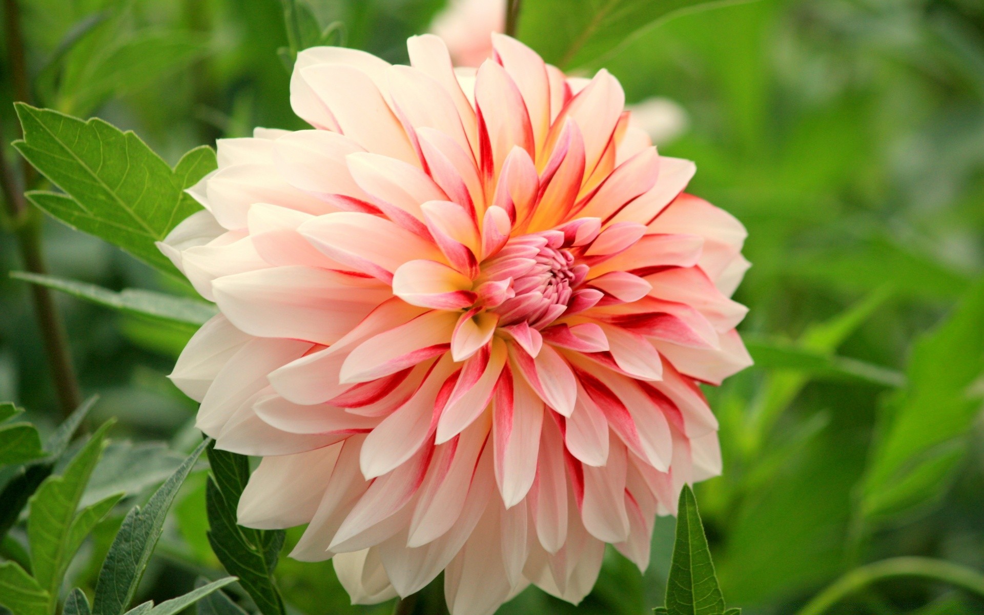 flowers nature flora summer flower leaf garden blooming floral petal bright beautiful color growth close-up season field