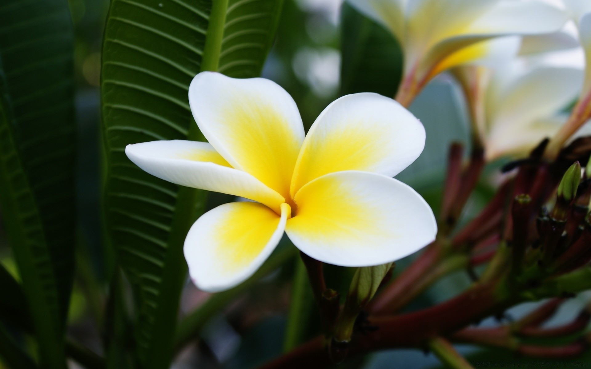 flores tropical flor natureza frangipani folha exóticas flora plumeria aloha pétala blooming floral verão jardim