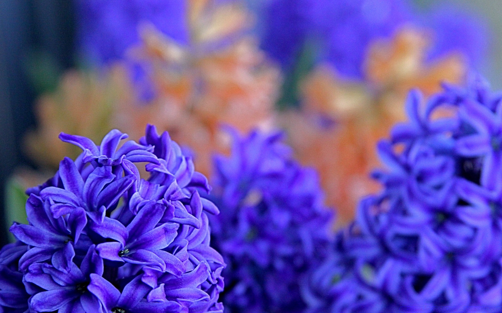 flowers flower nature floral flora petal decoration garden color blooming bouquet beautiful summer bright leaf close-up season growth gift freshness