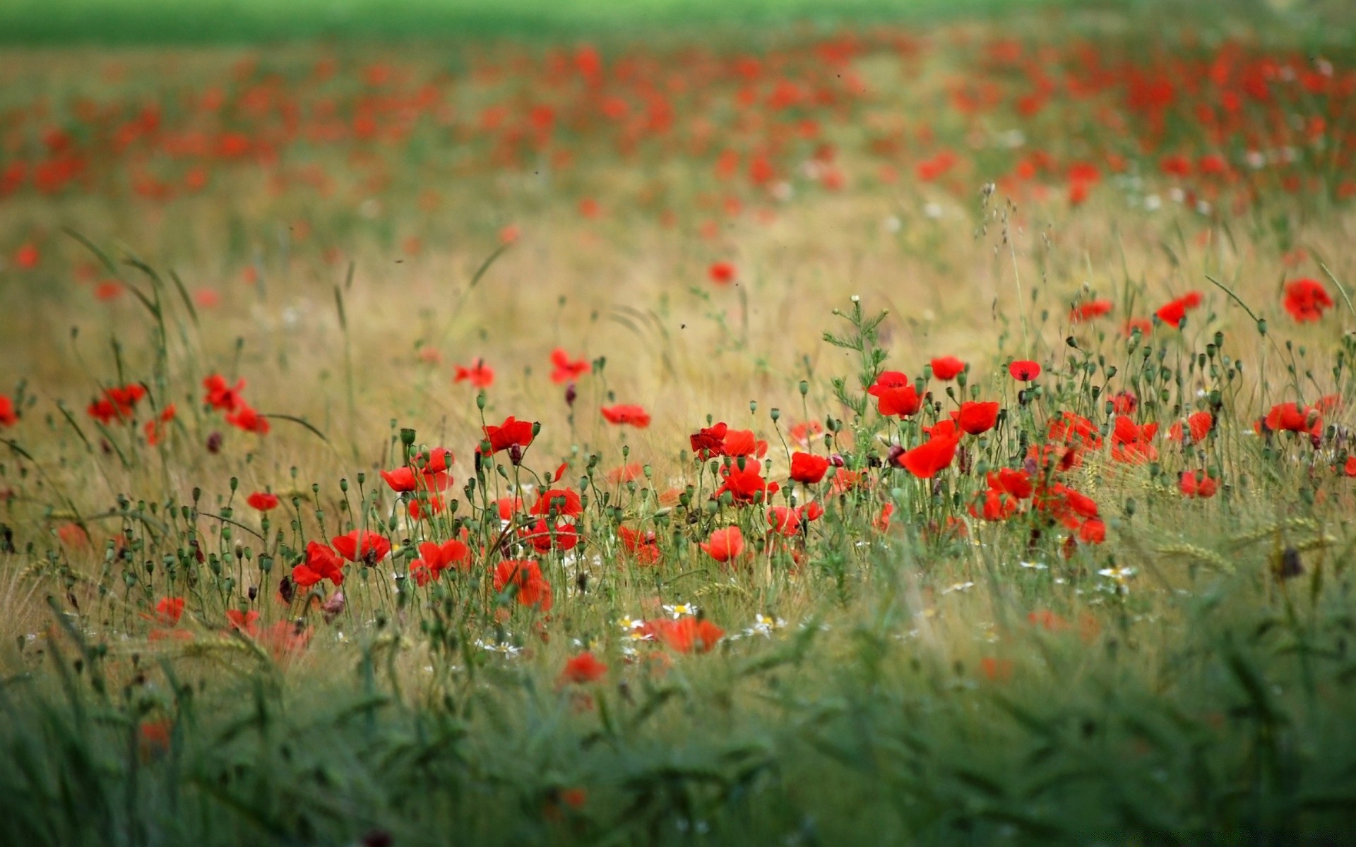 blumen poppy blume feld flora natur floral heupflanze blühen sommer gras garten ländlichen farbe blütenblatt wachstum saison bauernhof landwirtschaft wildflower blatt