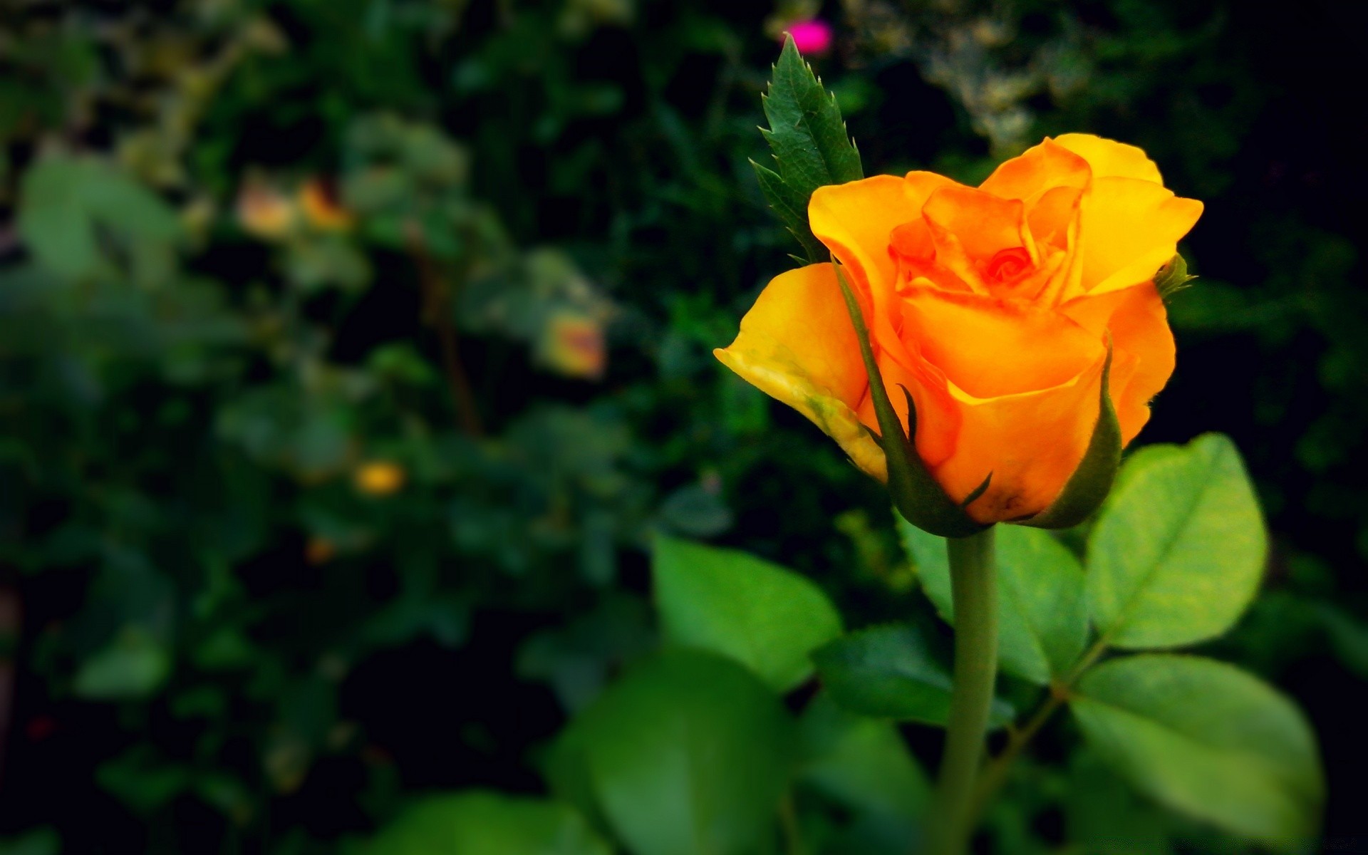 flowers flower leaf nature flora garden summer rose outdoors bright color floral petal blooming growth romance beautiful