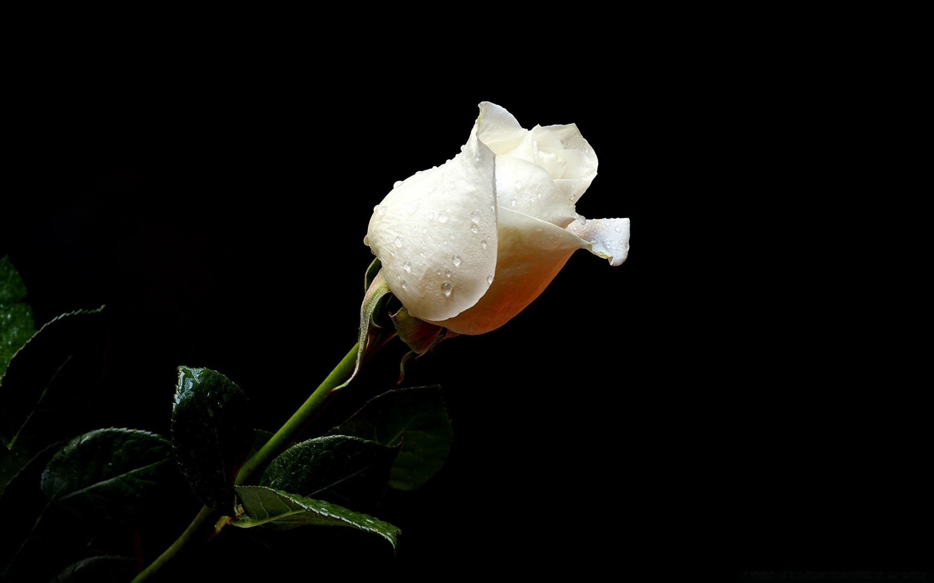 çiçekler çiçek doğa yaprak masaüstü flora bir renk