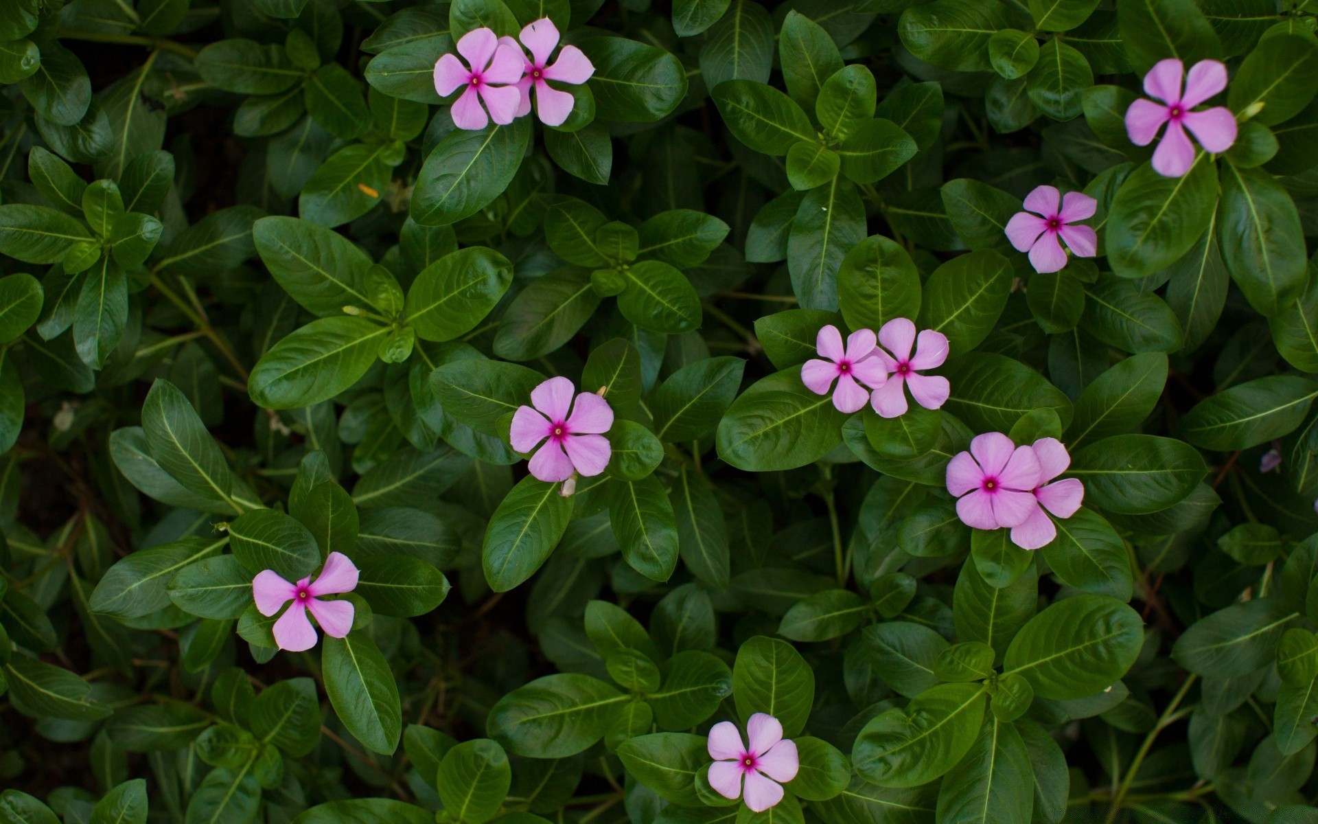 çiçekler flora çiçek doğa bahçe yakın çekim yaprak güzel çiçek açan yaz renk çiçek büyüme petal