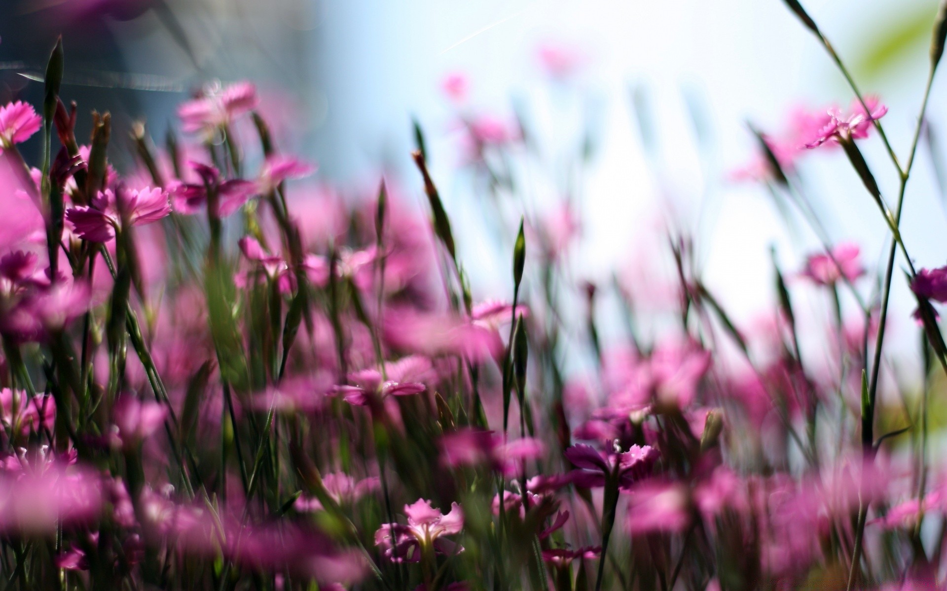 kwiaty natura kwiat ogród pole flora lato trawa kolor kwiatowy jasny słońce bluming tulipan dobra pogoda sianokosy sezon liść wielkanoc płatek park