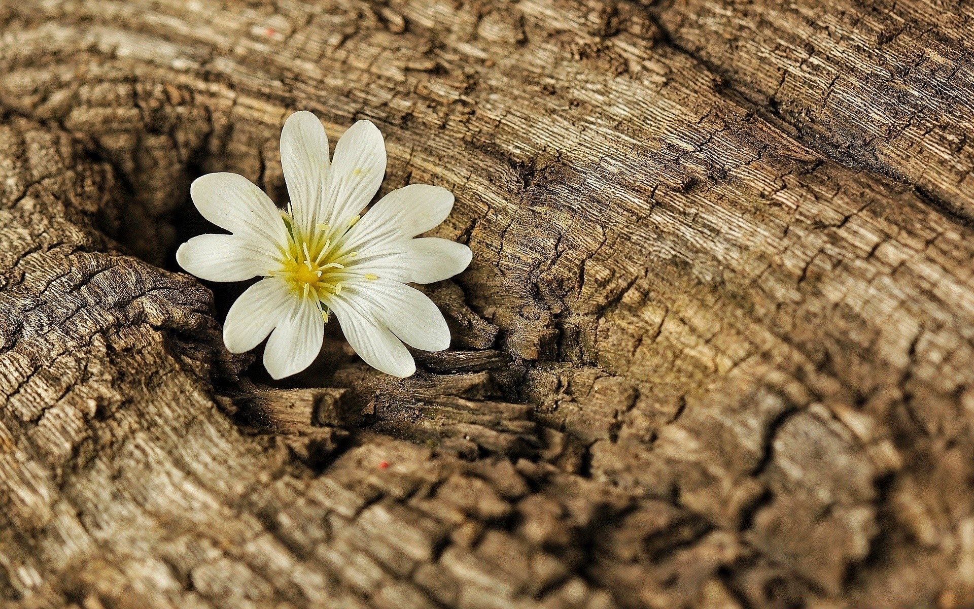 fiori legno natura desktop legno legno primo piano struttura rivista flora vecchio modello astratto