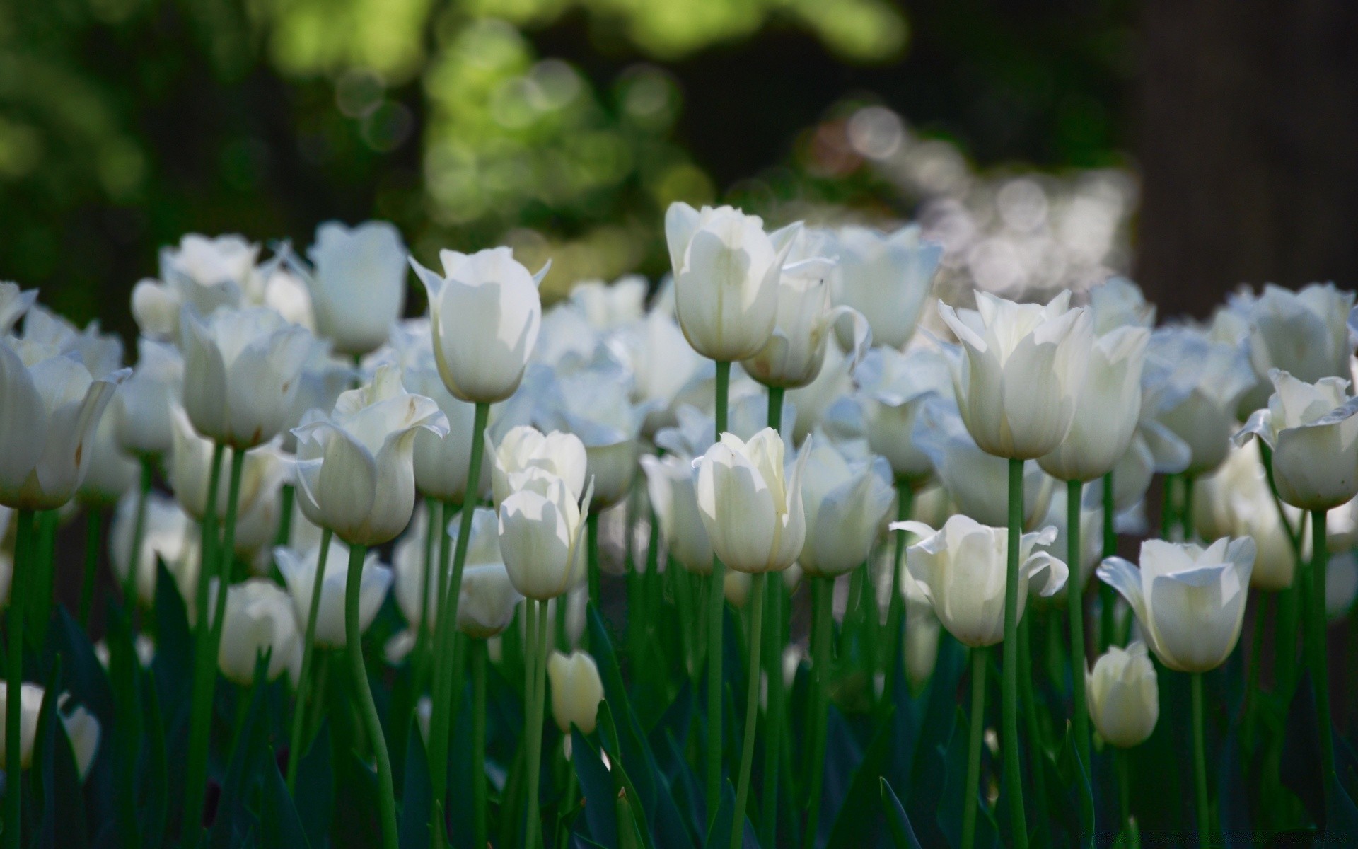 flowers nature flower flora summer garden bright field tulip leaf season petal grass floral growth park fair weather blooming color hayfield