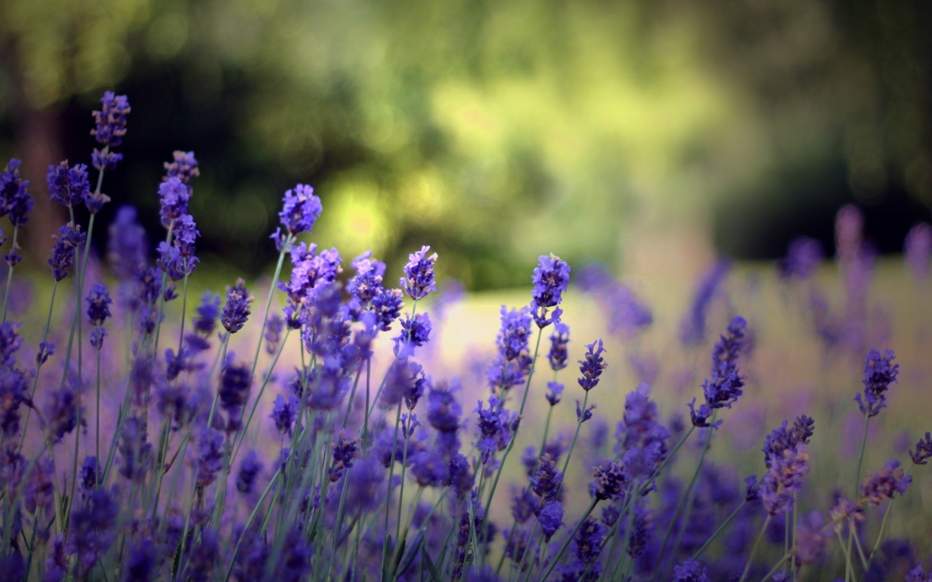 flores flor lavanda campo natureza flora perfume violet jardim ao ar livre verão rural blooming floral rural cor ervas feno aromático