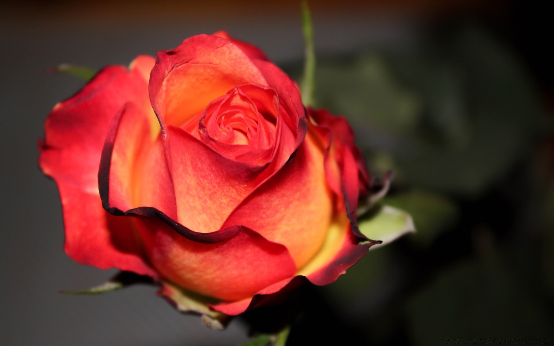 flores rosa flor amor romance pétalo naturaleza hoja romántico boda flora floral bluming regalo amigo