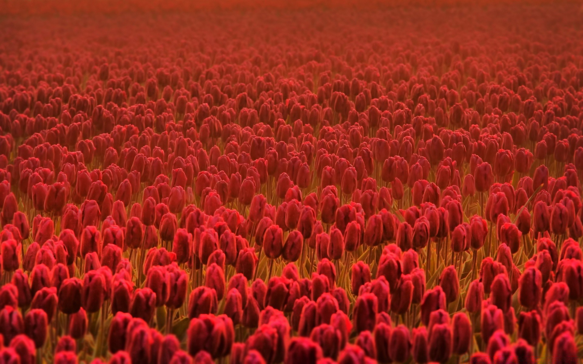 fiori natura fiore