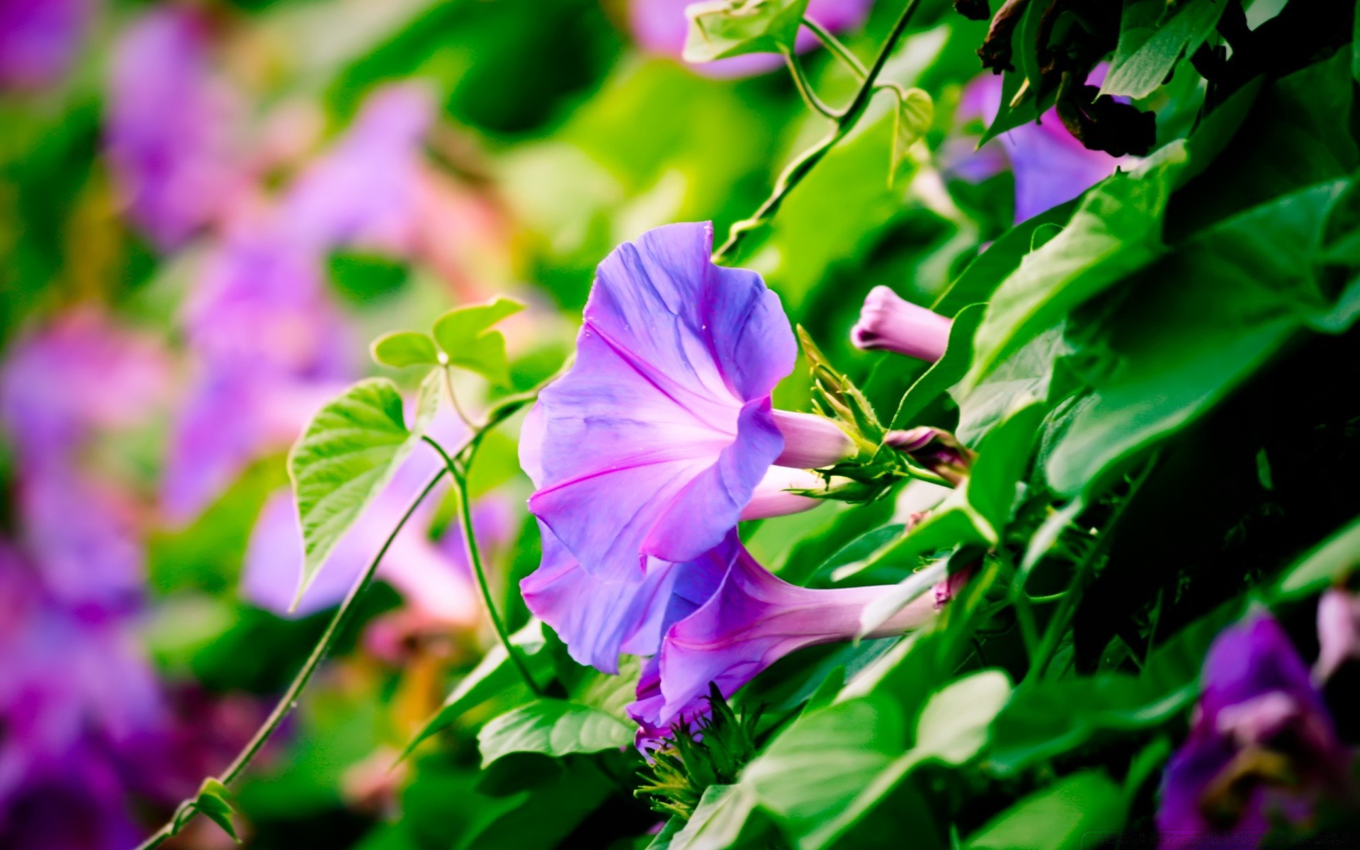 flores naturaleza flor flora hoja jardín verano color brillante floral bluming hermoso crecimiento pétalo al aire libre hierba campo