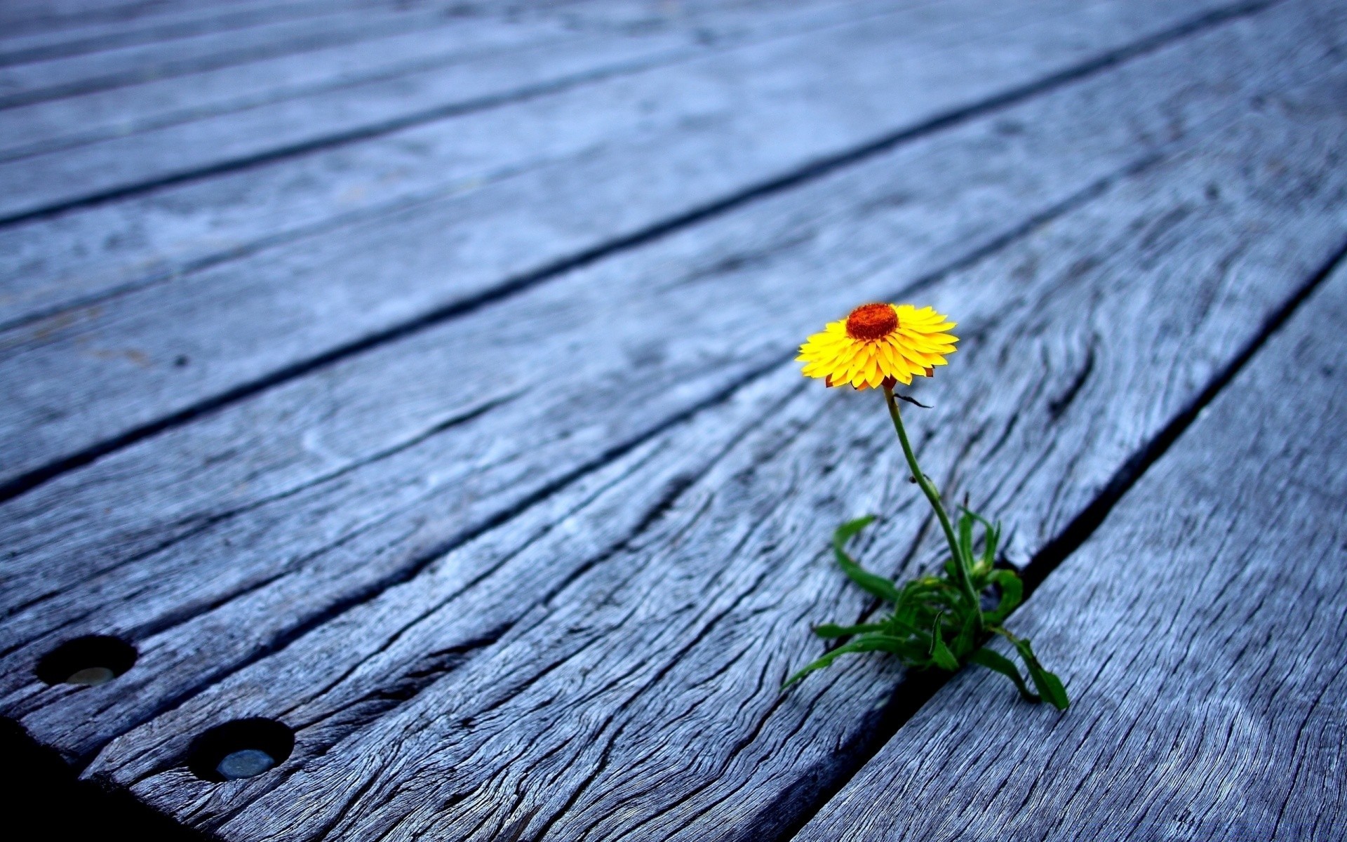 blumen holz natur aus holz sommer flora blume desktop farbe schließen blatt