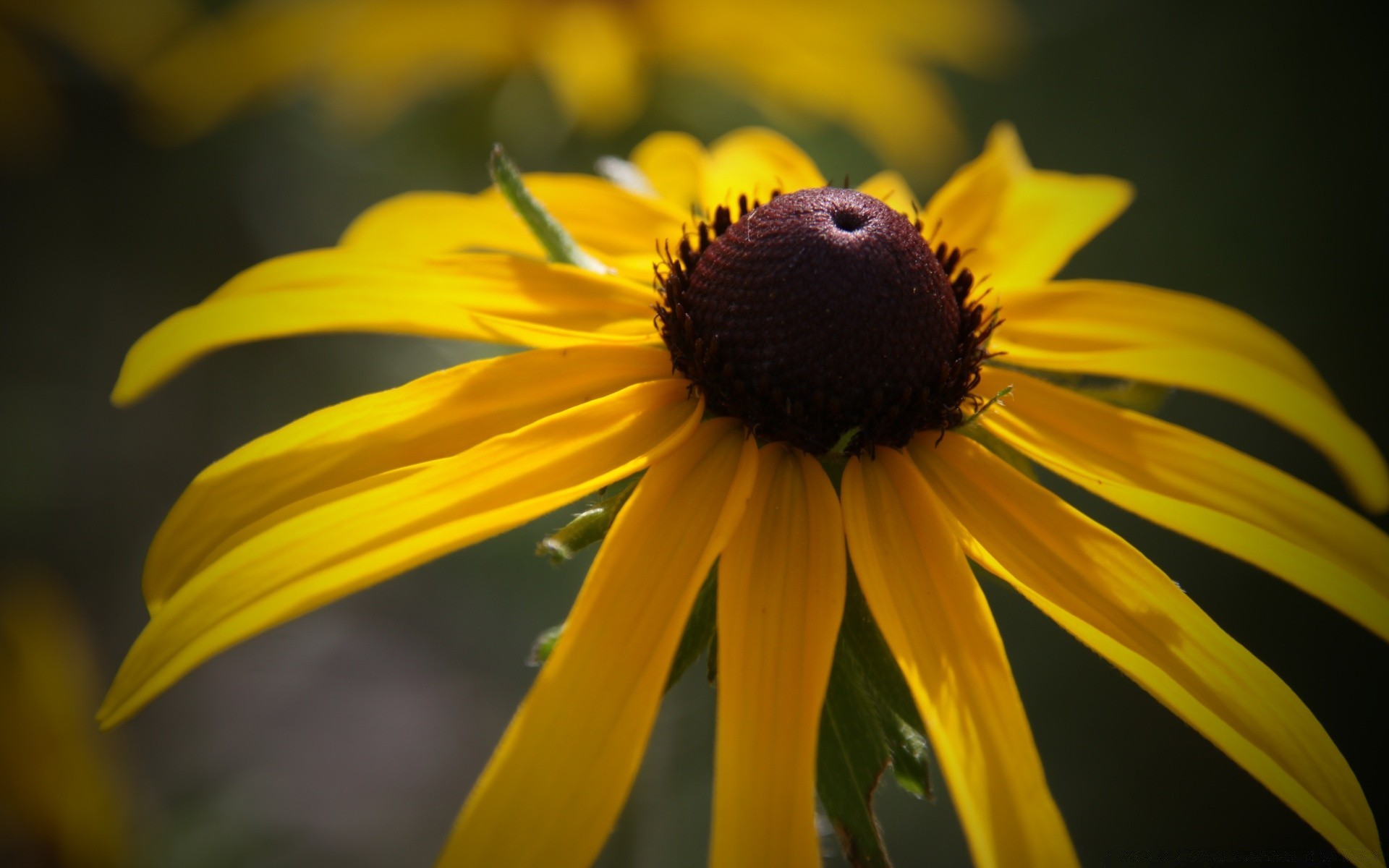 flowers flower nature summer garden insect outdoors leaf flora