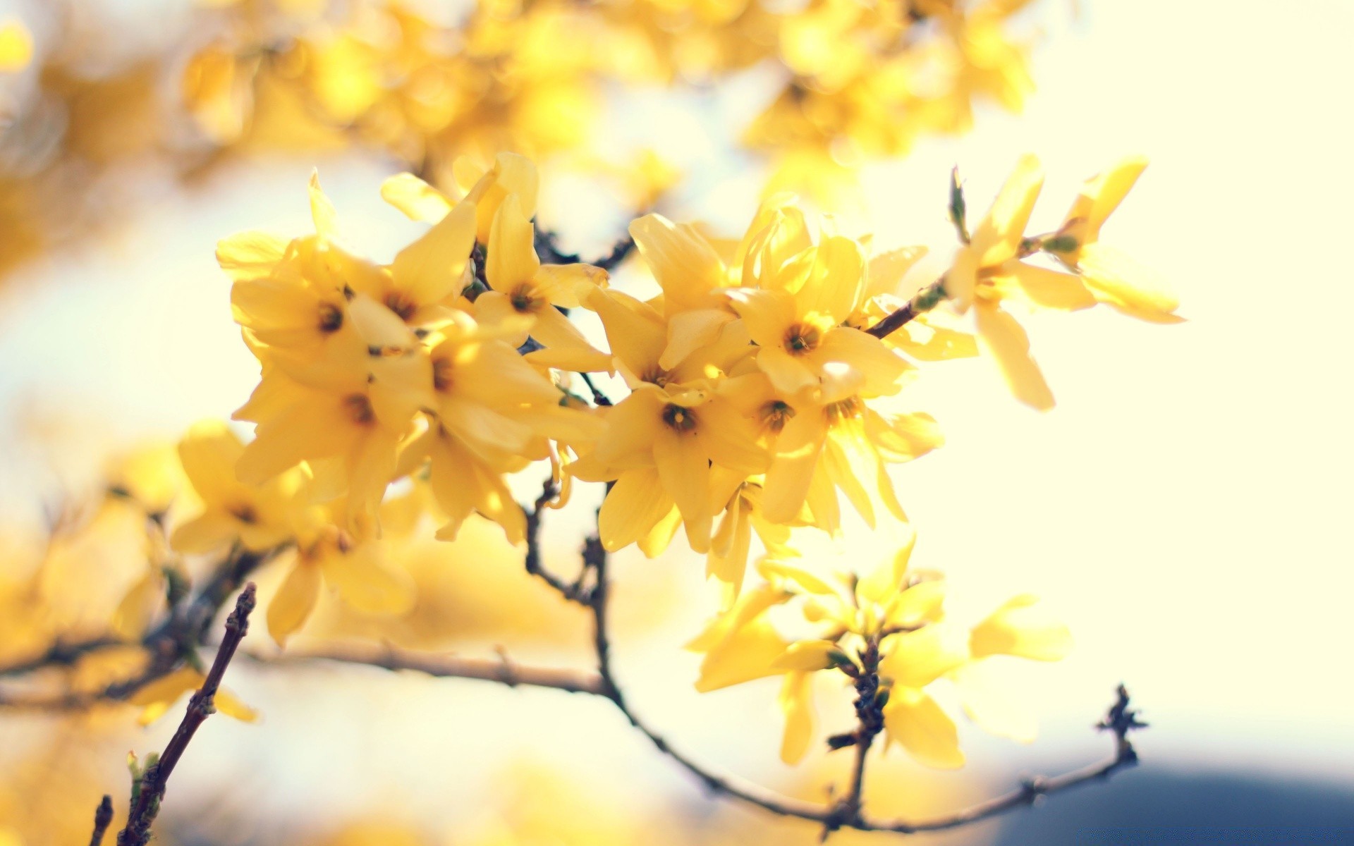 flowers nature flower blur leaf tree branch season flora fair weather color outdoors close-up light desktop