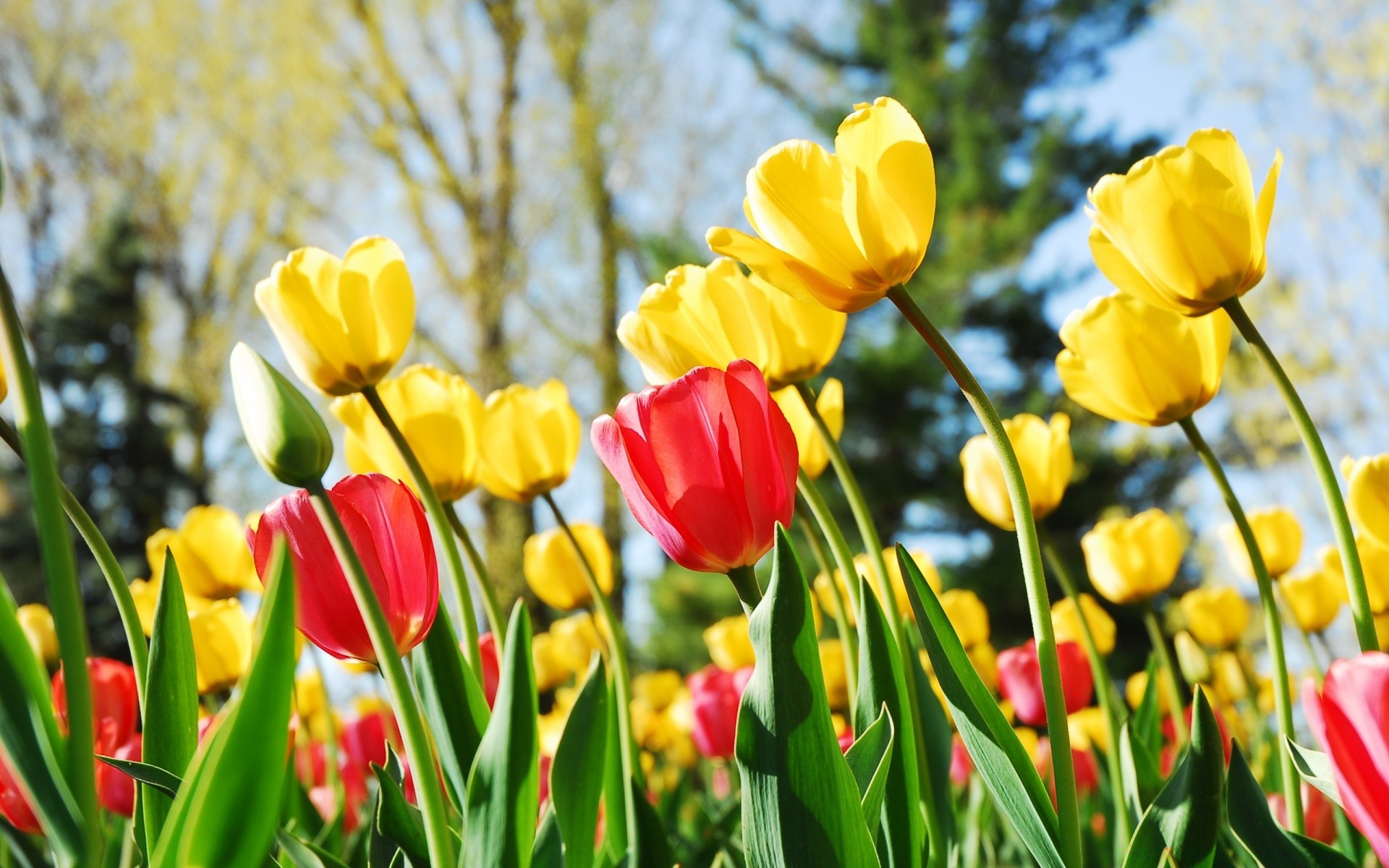 flores naturaleza tulipán hoja flora flor jardín verano brillante campo pascua floral buen tiempo hierba estación al aire libre color crecimiento pétalo parque