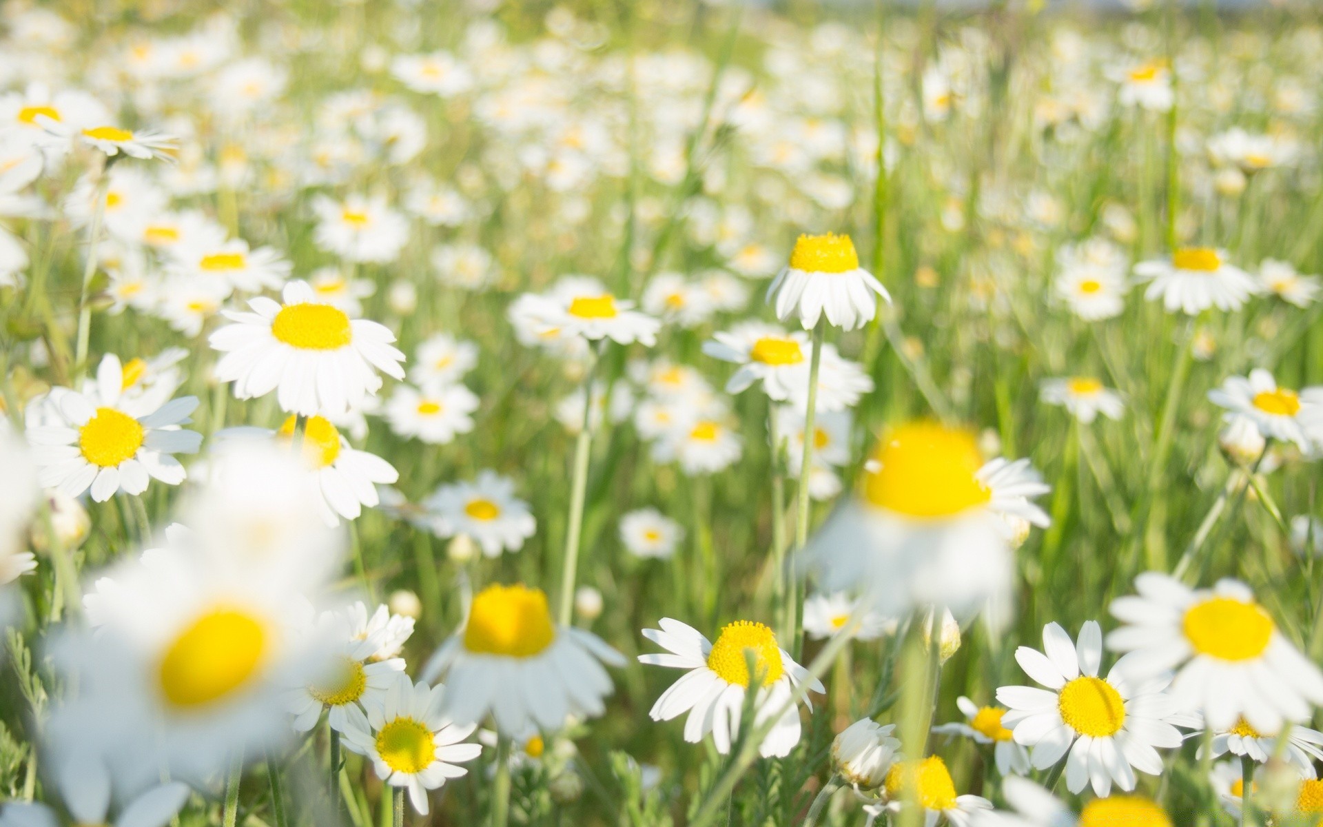 flowers chamomile nature summer field hayfield flora flower grass fair weather rural bright garden sun blooming floral growth petal leaf sunny