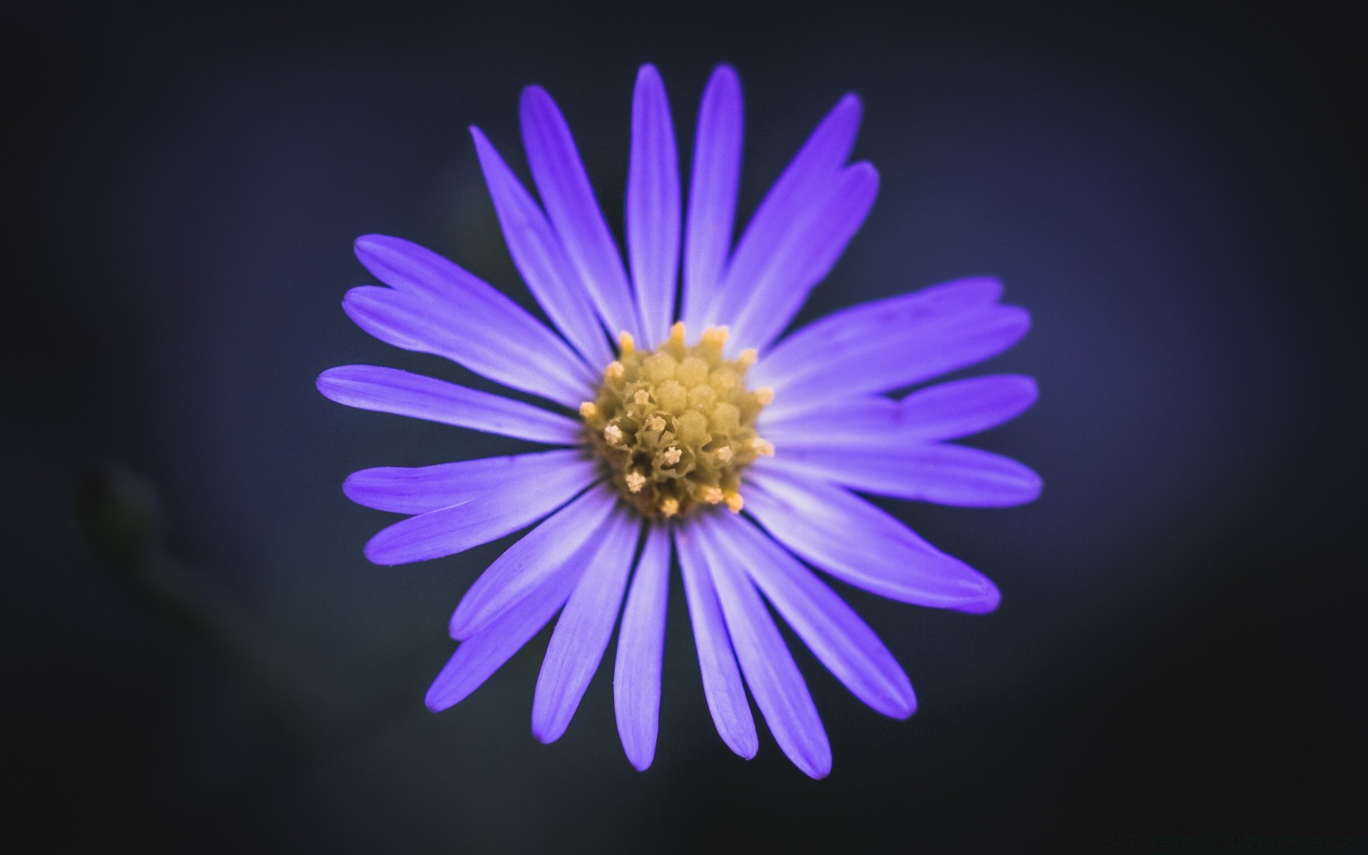 çiçekler doğa çiçek parlak flora renk yaz petal