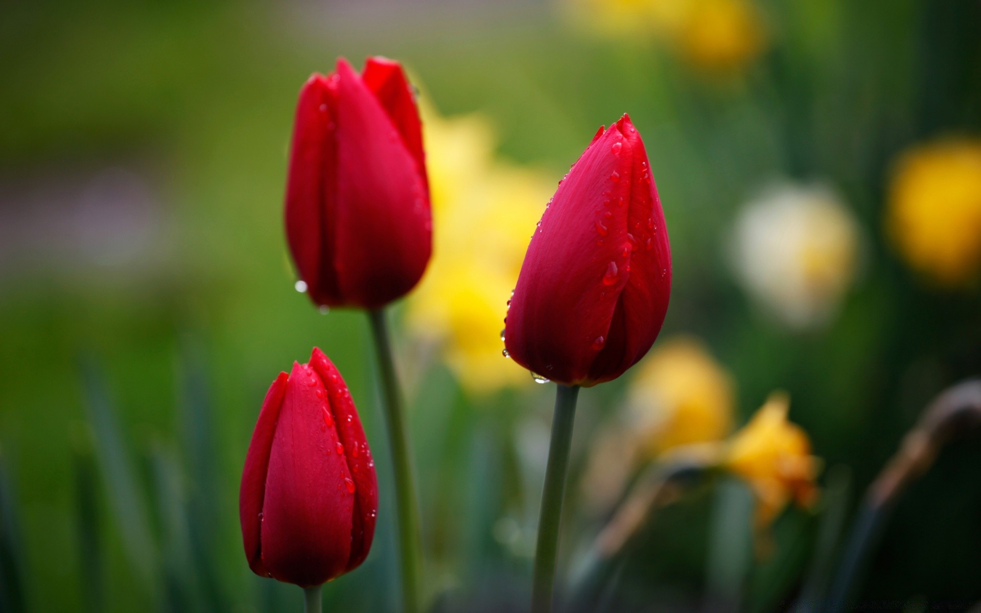 flores tulipán naturaleza flor pascua hoja jardín flora crecimiento brillante al aire libre campo verano color buen tiempo floral