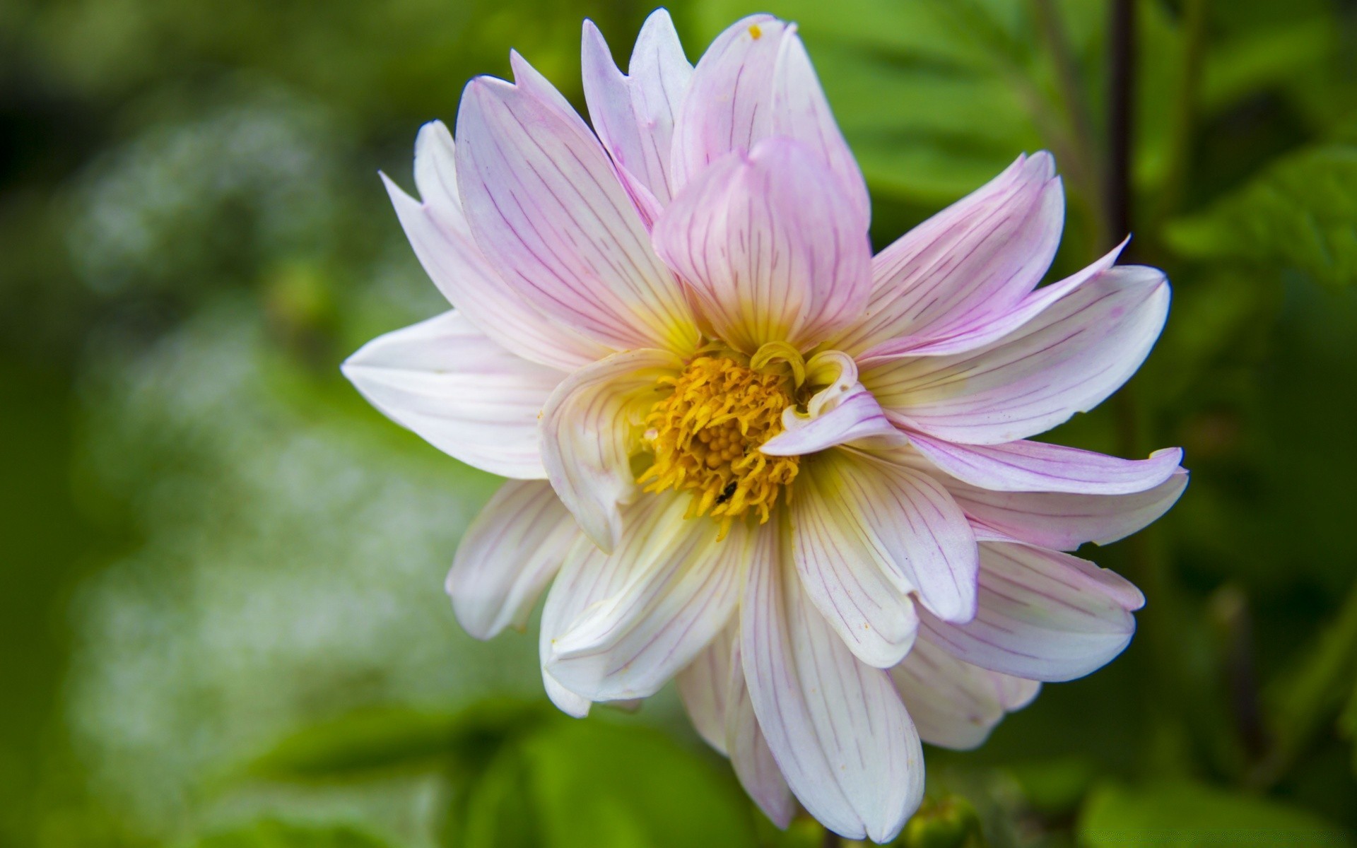 çiçekler doğa çiçek flora bahçe yaz yaprak çiçeklenme petal çiçek güzel parlak renk yakın çekim sezon botanik