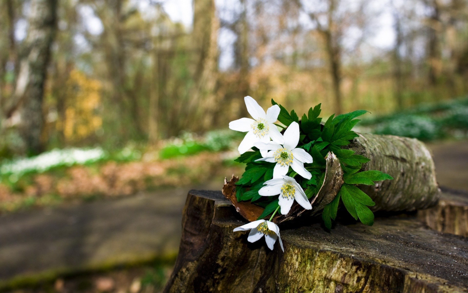 blumen natur holz holz blume blatt im freien flora wachstum park garten wild sommer jahreszeit