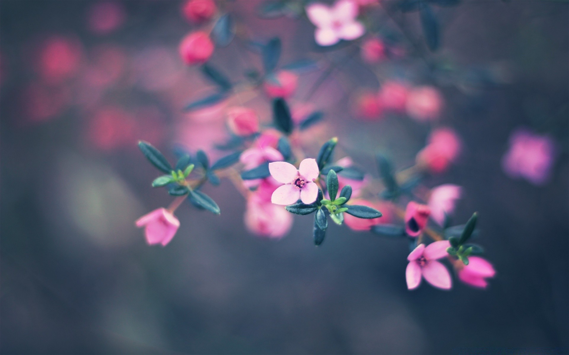 flowers flower nature flora garden leaf blur summer dof color bright growth outdoors close-up petal branch blooming floral