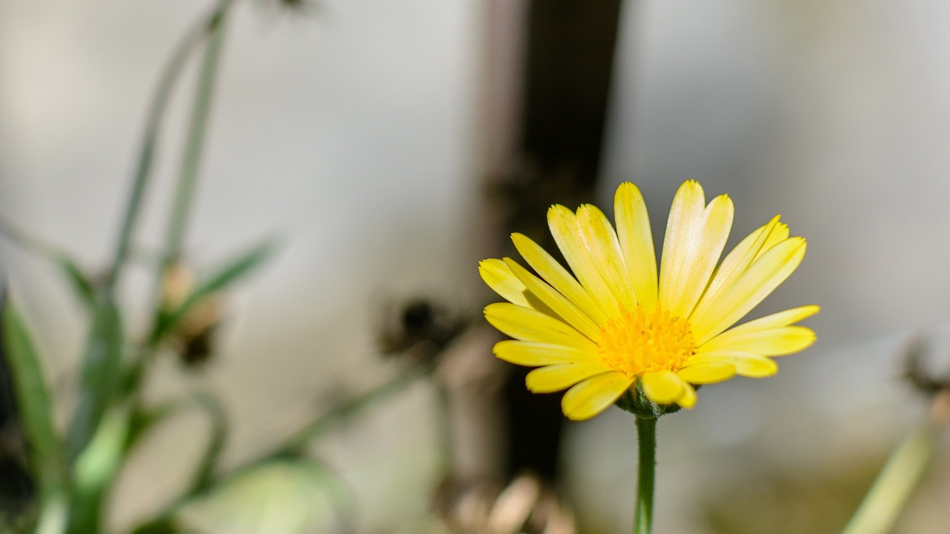 çiçekler doğa yaz çiçek flora yaprak bulanıklık büyüme parlak güzel hava çimen